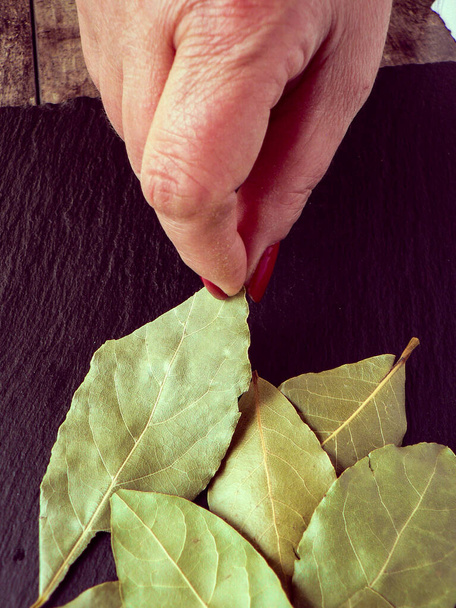 黒の背景に新鮮なベイの葉を摘む手 - 写真・画像