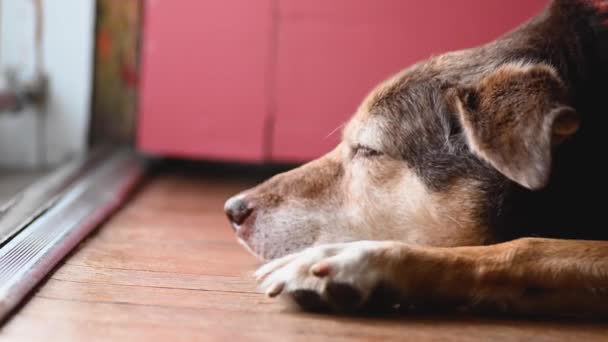 σκύλος κοιμάται στην μπροστινή πόρτα - Πλάνα, βίντεο