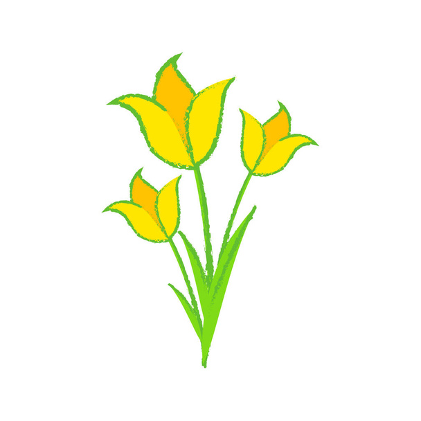 Három tulipán virágzik sárga színnel. - Vektor, kép