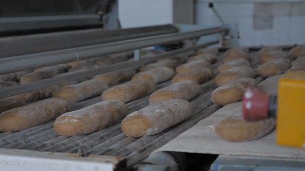 brood bakken in de bakkerij - Video