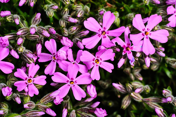 Beautiful blooming moss phlox fkiwer with buds close up detail - Photo, Image