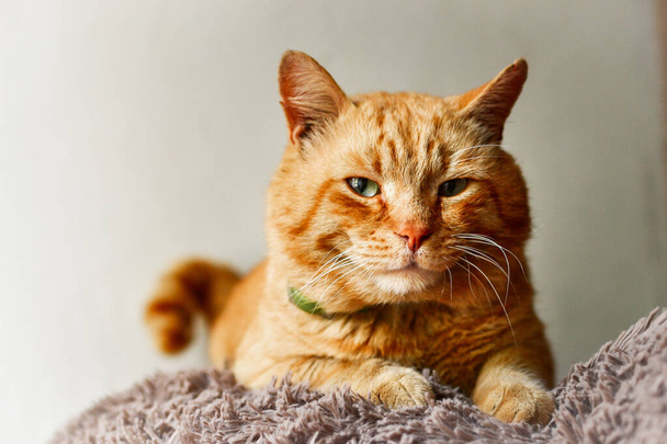 美しい生姜猫。白い背景に隔離された猫。赤い猫は柔らかいおもちゃの上に横たわる。家のペット - 写真・画像