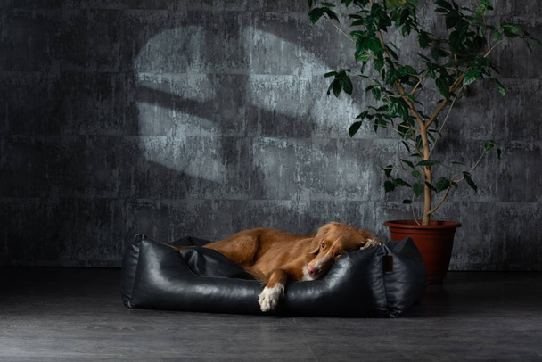 dog on a leather couch in a loft interior. Nova Scotia Duck Tolling Retriever is at home on the wall background. - Photo, image