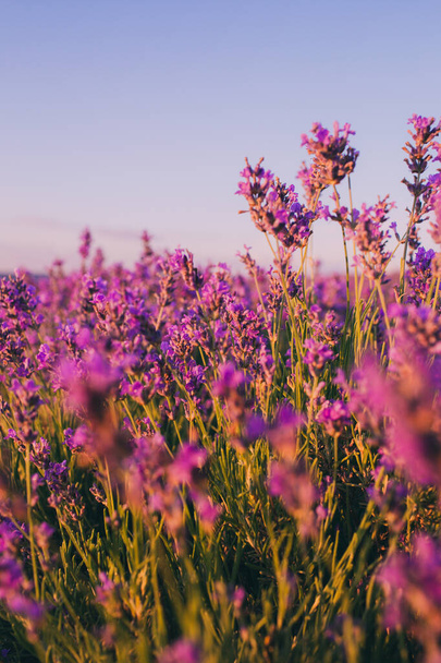 Beautiful violet lavender fields in the sunset light. Provence in France. Lavender flowers. Copy space for your text. Flat lay style. Top view. - Zdjęcie, obraz