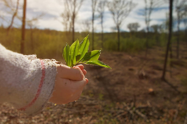 little girl planting young tree, concept save world . young plant in hands outdoors. Ecology concept. - Foto, Imagem