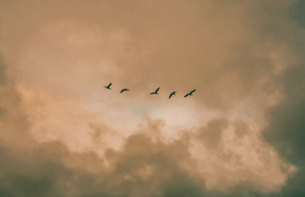 birds fly in a stormy sky at sunset. flock of birds flies south - Фото, изображение