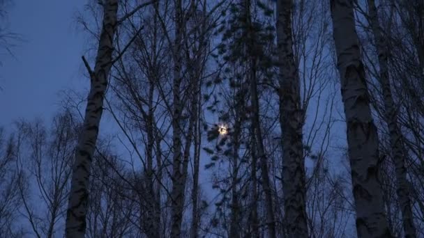 Luna llena en el abedul en el crepúsculo
 - Imágenes, Vídeo