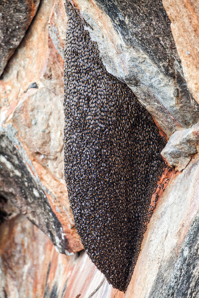 Una colmena de avispas. Nido de avispas. Reunieron a miles de avispas. Ubicación: Sri Lanka
 - Foto, imagen