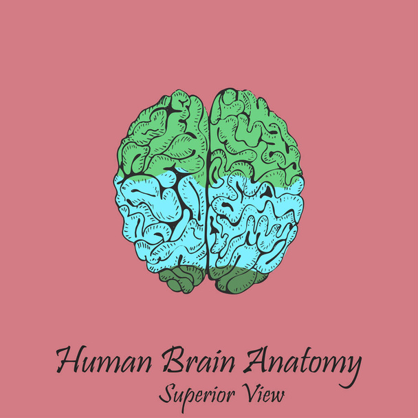 Met de hand getekend menselijk brein in superieur zicht op de roze achtergrond met de inscriptie. Menselijke Anatomie Vector. Vrije hand stijl vector. - Vector, afbeelding