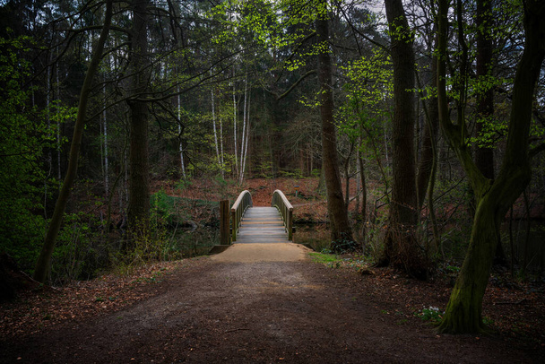 Wooden bridge leads across a river in a mixed coniferous forest with dark beech tree trunks and the first green spring leaves, copy space, selected focus - Фото, изображение