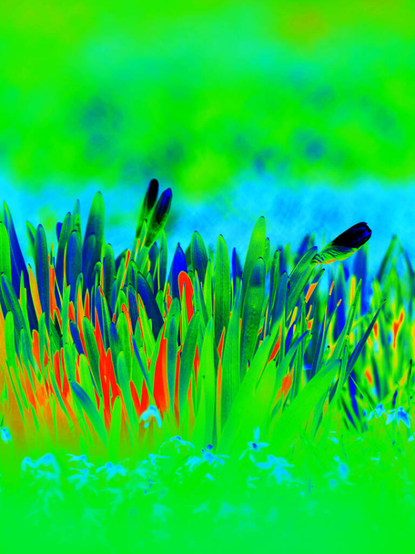 Imagem infravermelha de flores de primavera floresce no canteiro de flores. Infra ou termografia foto
 - Foto, Imagem