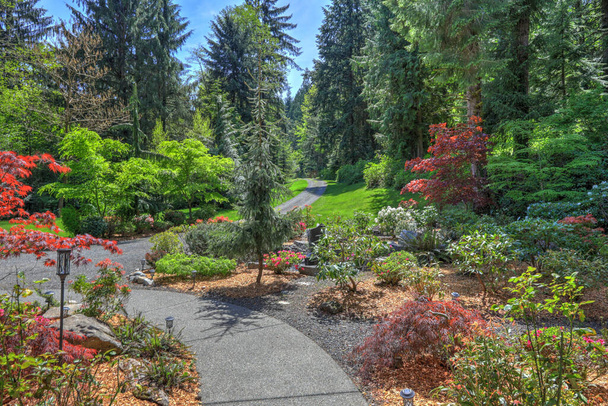 Amazing front  yard with spring Northwest landscaping and forest. Long driveway with green lawn. - Foto, afbeelding