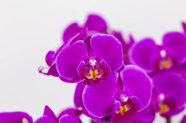 Phalaenopsis lila hibrid orchidea virág virágzik puha fókusz és fehér háttér. Virágos trópusi design elem kozmetikumokhoz, parfümökhöz, szépségápolási termékekhez. - Fotó, kép