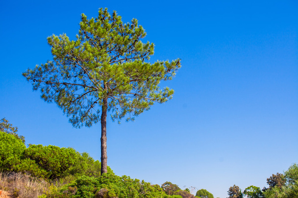 Большое зеленое дерево на фоне голубого неба
 - Фото, изображение