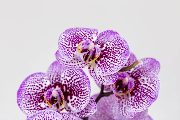 Phalaenopsis violett weiß gestreift x Hybrid Orchideenblüte mit weichem Fokus und weißem Hintergrund. Florales tropisches Designelement für Kosmetik, Parfüm, Schönheitspflegeprodukte. - Foto, Bild