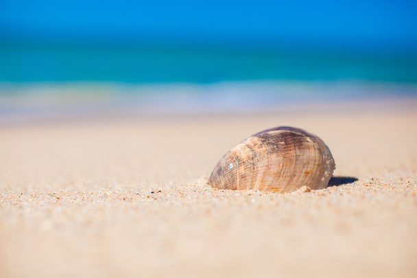 Closeup of seashell on background the sea - Foto, afbeelding
