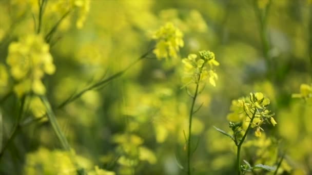 Mustard flowers. Mustard   mystical flower of happiness and health. - Video, Çekim