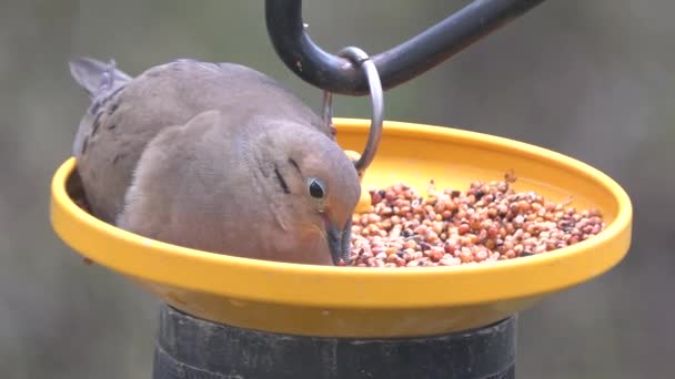 鳥の餌で種を食べるアメリカ人の喪の終わり - 映像、動画