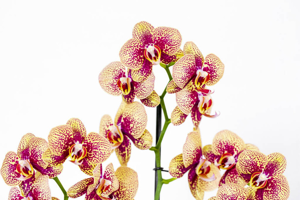 Phalaenopsis жовта червона смуга х гібридна квітка орхідей з м'яким фокусом і білим тлом. Квітковий елемент тропічного дизайну для косметики, парфумів, засобів по догляду за красою
. - Фото, зображення