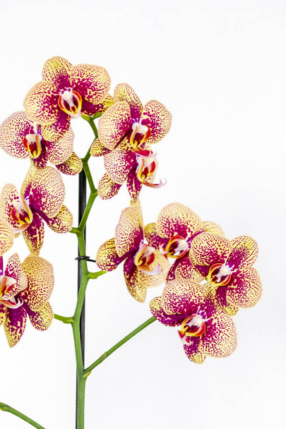 Phalaenopsis yellow red stripe x hybrid Orchid flower bloom with soft focus and White background. Floral tropical design element for cosmetics, perfume, beauty care products. - Photo, Image