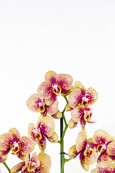 Phalaenopsis sarı şerit x melez orkide çiçeği yumuşak odak ve beyaz arkaplanla açar. Kozmetik, parfüm ve güzellik ürünleri için tropik tasarım unsuru. - Fotoğraf, Görsel