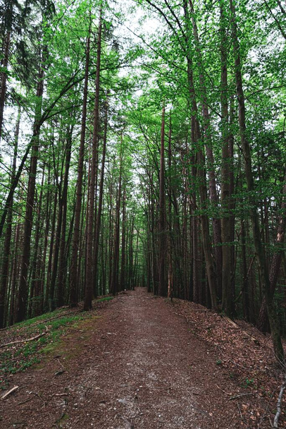 A vertical shot of the forest with a lot of trees and the road in the middle of it - 写真・画像