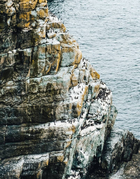 A vertical shot of a beautiful cliff by the water, numerous birds standing on the edges of the cliff - Foto, Imagen