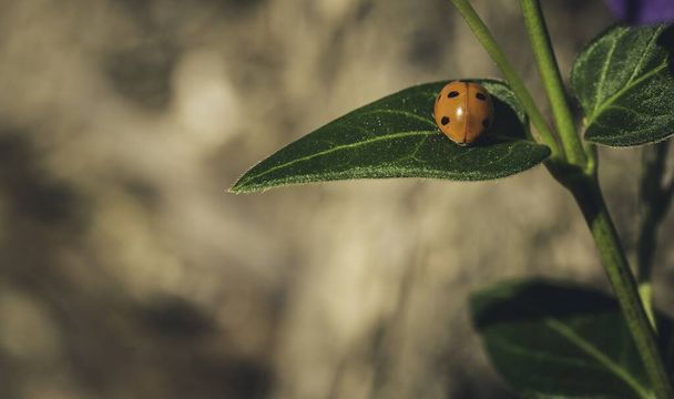 A closeup shot of a ladybug sitting on a green leaf - Foto, afbeelding