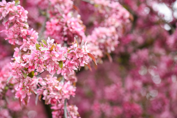 Pink blossom on a tree branch close up detail of flowers - Zdjęcie, obraz