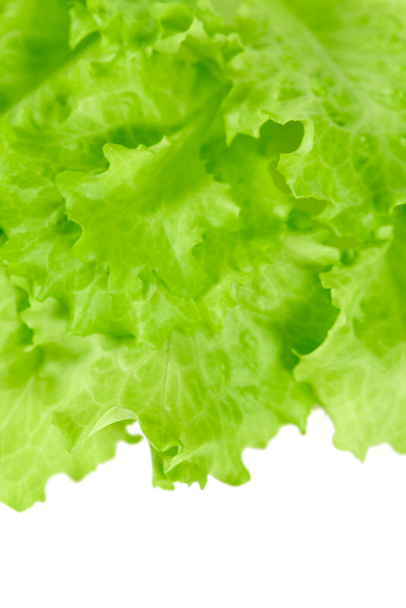 fresh lettuce isolated on white background - Zdjęcie, obraz