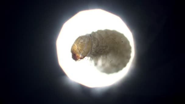 Un paniceo grande de la larva Stegobium aparece en luz en el microscopio
. - Imágenes, Vídeo