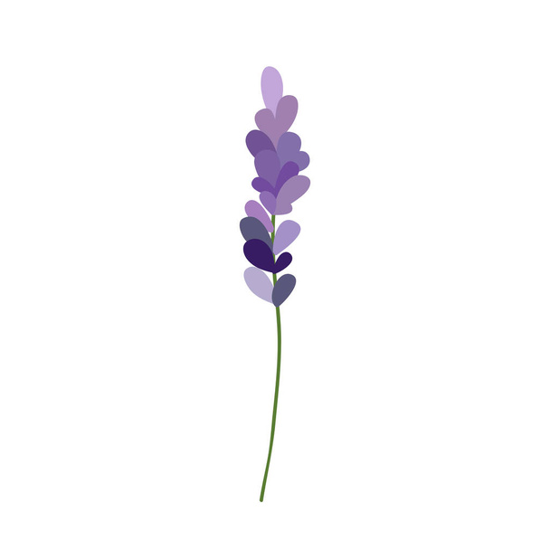 lavender doodle illustration, vector illustration - Вектор,изображение