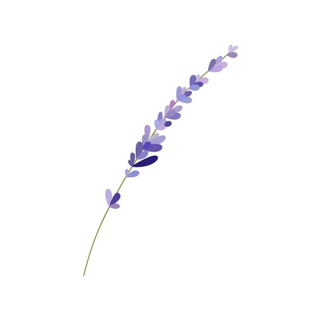 lavender doodle illustration, vector illustration - Vektor, Bild