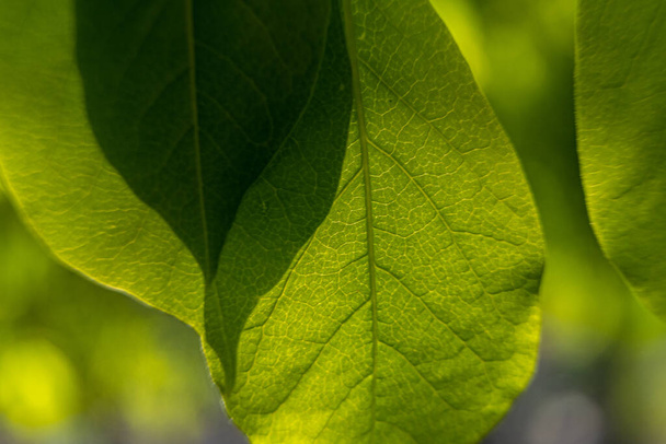 Macro shot of green leafs in spring time - Foto, imagen