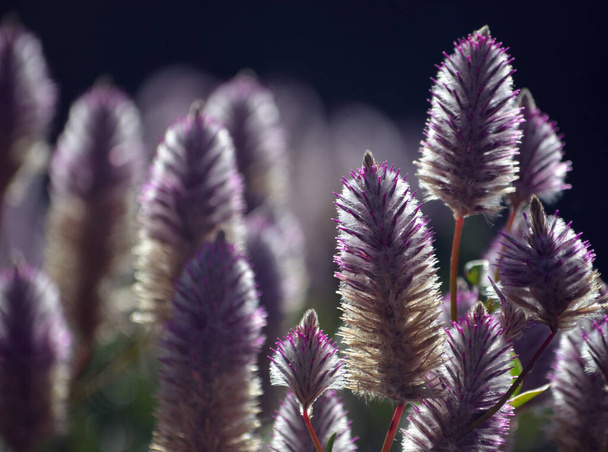 Australian native backlit purple Ptilotus exaltatus Joey wildflowers, family Amaranthaceae. Called Mulla Mulla by indigenous Australians. - Photo, Image