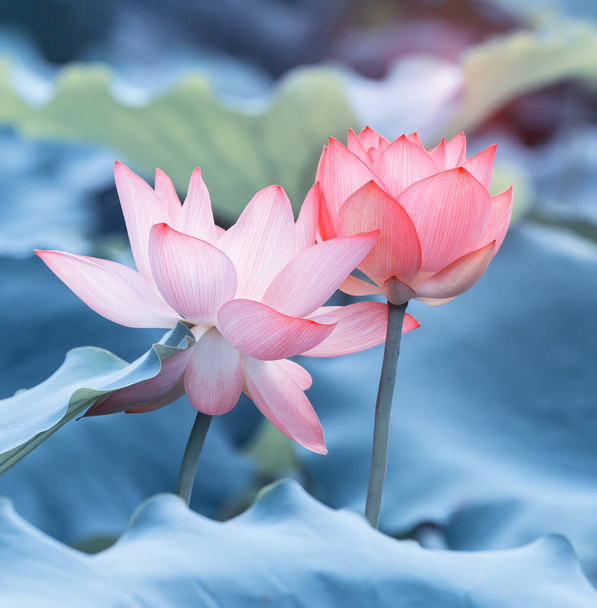 flor de loto floreciendo en estanque de verano con hojas verdes como fondo - Foto, imagen