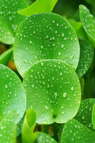groene samenstelling met groene blaadjes van Eichhornia Crassipes - Foto, afbeelding