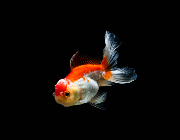 goldfish isolated on a dark black background - Photo, Image