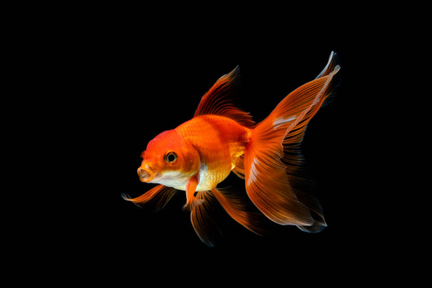 goudvis geïsoleerd op een donker zwarte achtergrond - Foto, afbeelding