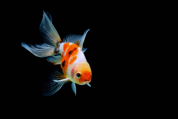 zlatá rybka izolované na tmavém černém pozadí - Fotografie, Obrázek