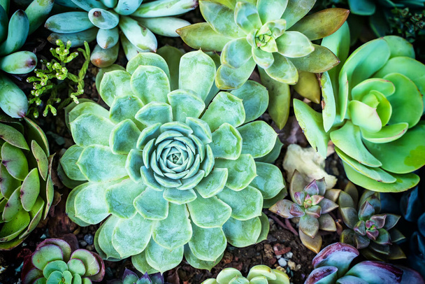 Miniatyyri mehukasvit (mehukas kaktus) puutarhassa - Valokuva, kuva