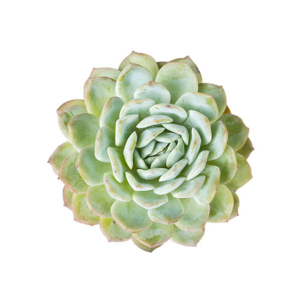 Miniaturowe soczyste rośliny (soczysty kaktus) izolowane na białym - Zdjęcie, obraz