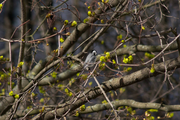 Fehér farkú madár egy rügyekkel teli fán - Fotó, kép