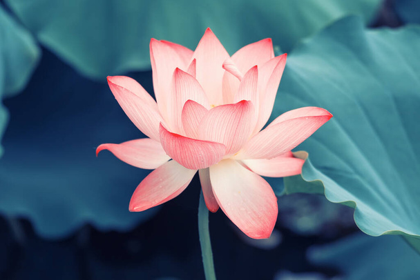 Lotusblume blüht im Sommerteich mit grünen Blättern als Hintergrund - Foto, Bild