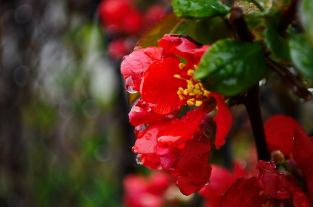 Fleurs de henomeles avec des gouttes d'eau après la pluie au printemps dans le jardin. Gros plan
 - Photo, image