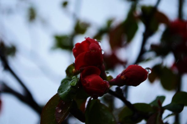 庭で春に雨が降った後に水が落ちるヘノメの花。閉鎖 - 写真・画像