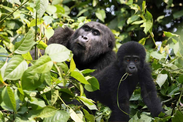 El gorila de montaña (Gorilla beringei beringei), madre con un bebé en el verde. El bebé alimenta y observa al fotógrafo, la madre en el fondo se encuentra en
. - Foto, imagen
