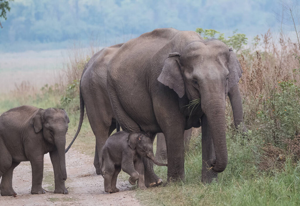 Manada de elefantes asiáticos incluyendo cría en el Parque Nacional Jim Corbett, India
 - Foto, imagen