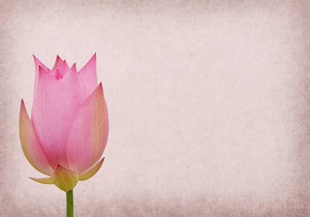 lotus on the old grunge paper background - Photo, Image
