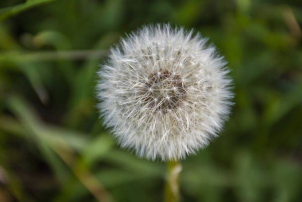 close-up of a dandelion on the green grass field in early spring - Photo, image